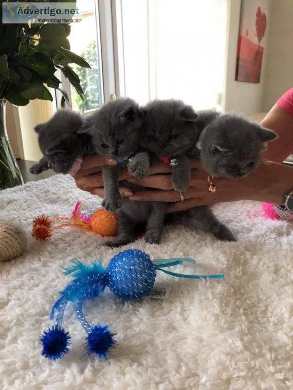 Pedigree British Blue shorthair for sale