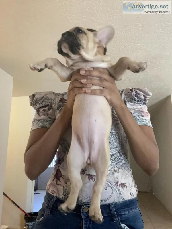 French Bulldogs
