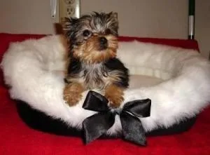 Sweet tiny teacup yorkie male and female available NOW 400.00