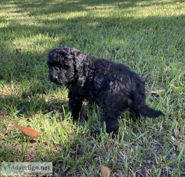 Moyen Poodle Puppies
