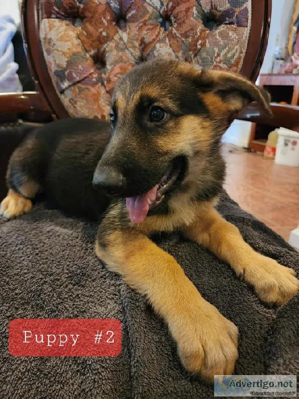 German shepherd puppies