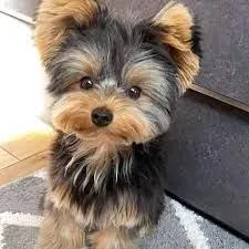 yorkie puppy for sale