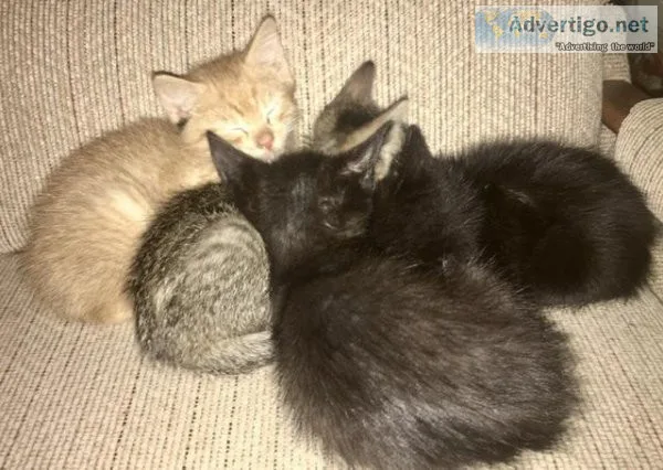 Kittens