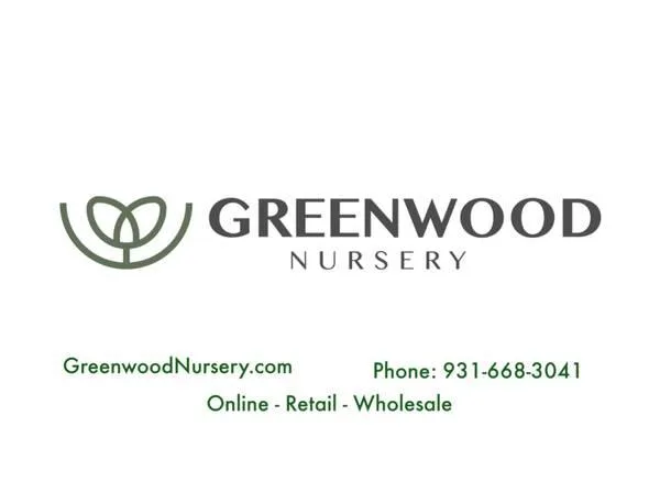 Wholesale Vinca minor Groundcover Plants