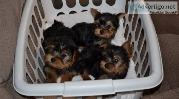Purebred Tiny Yorkie Puppies For Sale