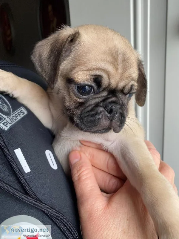 Pug Puppies