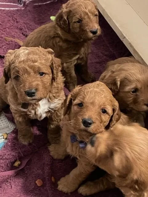 Mini Goldendoodle puppies