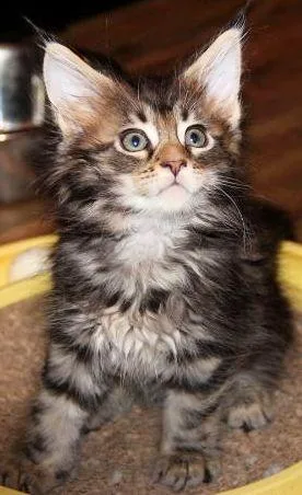 Maine Coon kitten