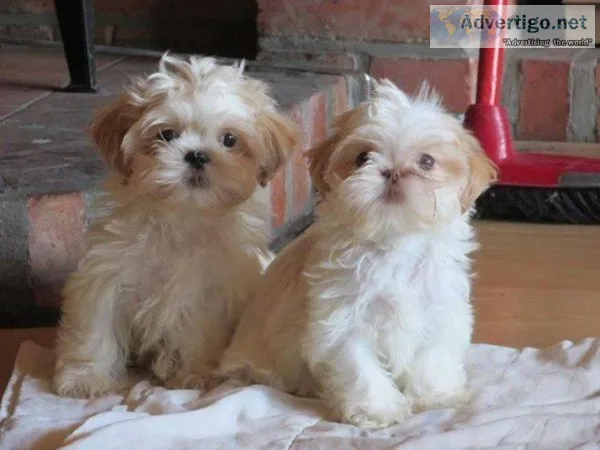 Beautifulshih tzu girl is looking for good home.