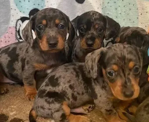 Miniature Dachshund puppies