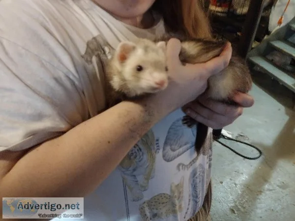 Ferret