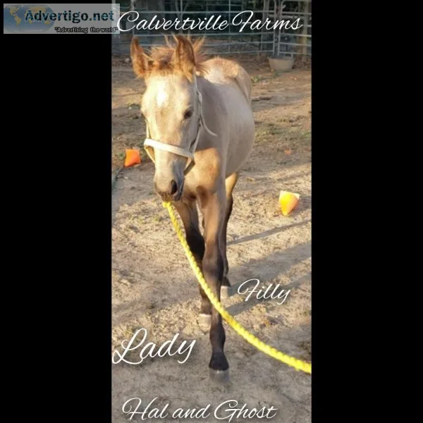 Registered Tennessee walker