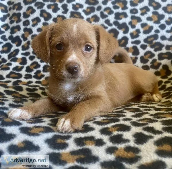 pomchi-poodle mix puppy