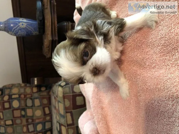 Awesome Shih Tzu Babies