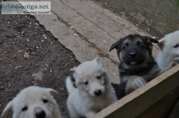 german shepherd puppies pure and mix