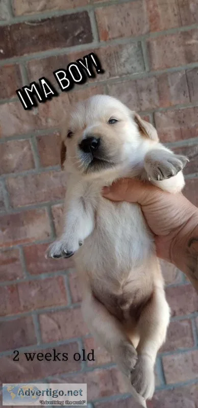 AKC Golden Retrievers