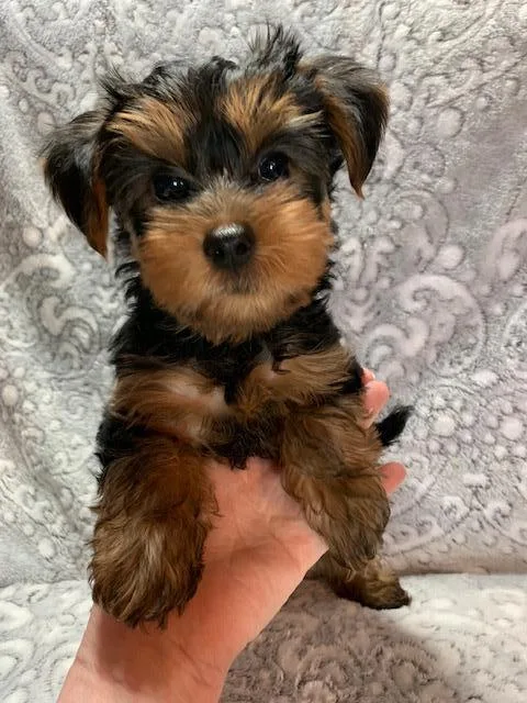 Yorkie Boy