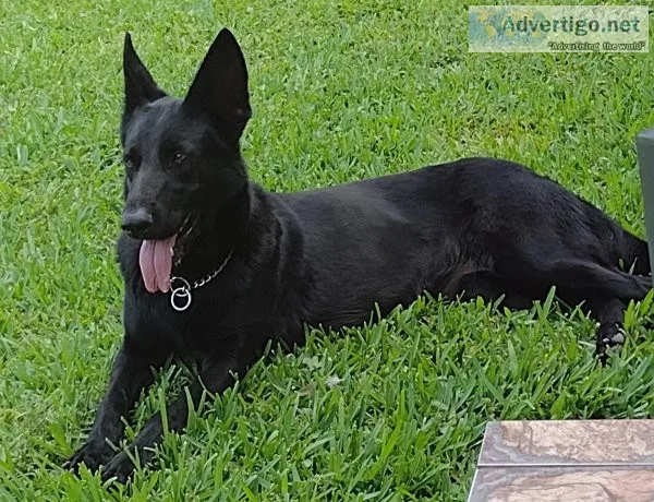 AKC Solid Black German Shepherd