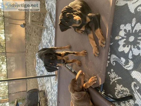 Doberman puppies