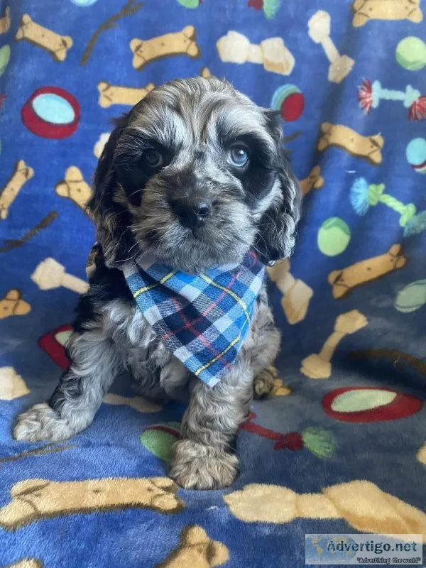 cockapoo puppies