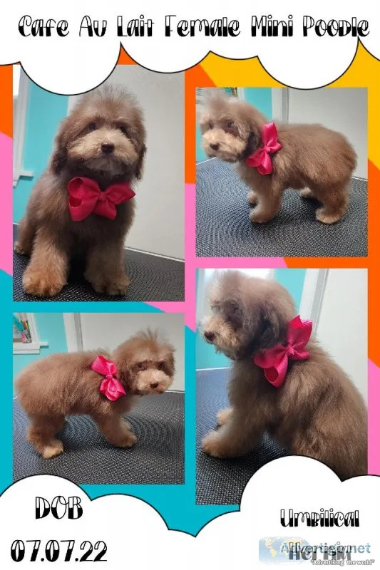 Miniature Poodle Female