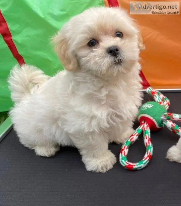 Female Malshi Puppies (Maltese c Shih Tzu)