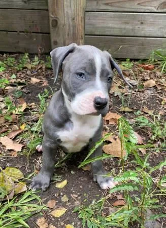 big body blue pitbull puppy nice muscle tone solid pitbull pups 