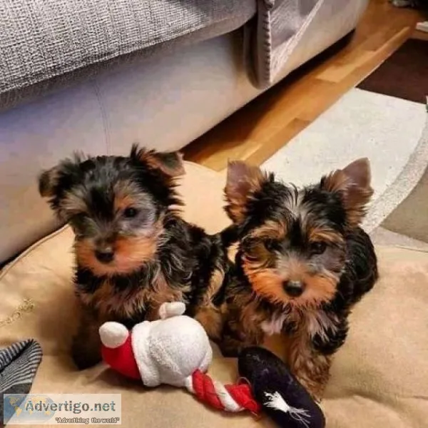 two yorkie puppies for free adoption
