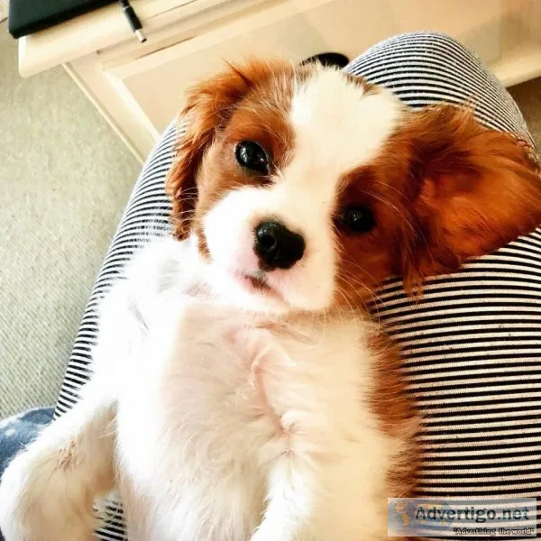 Cavalier King Charles Puppies