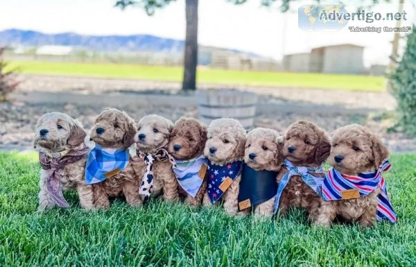 Mini golden doodles retrievers and f1b doodles