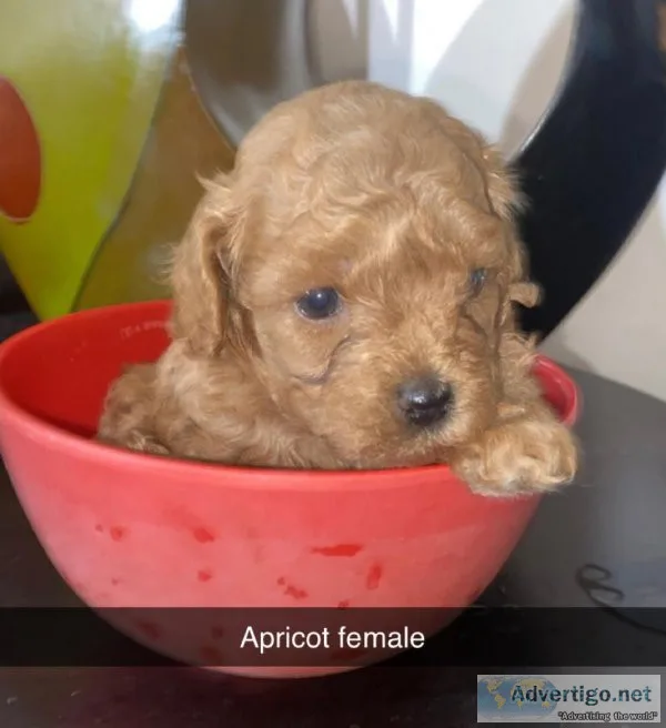Korean teacup maltipoo
