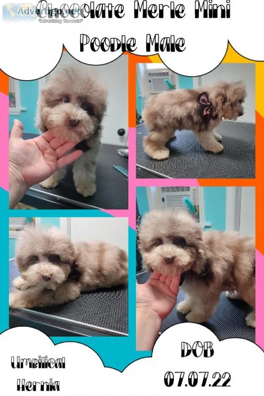 Chocolate Merle Mini Poodle Male