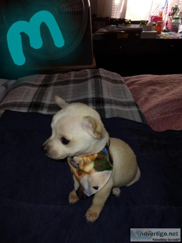 CkC registered chihuahua