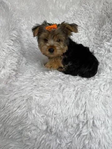 female yorki for rehoming