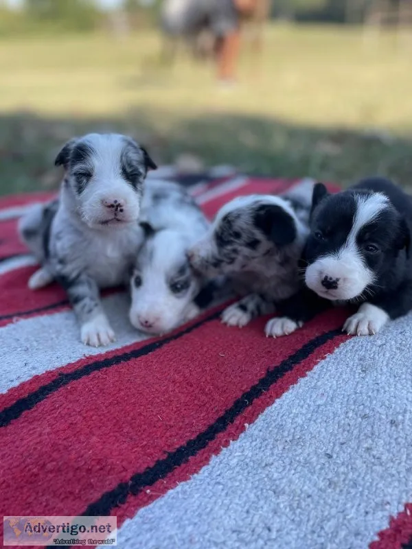 Border collie
