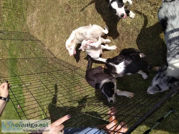 ABCA Border Collies