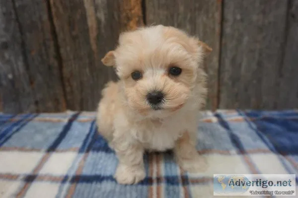 Maltipoo puppies 10 lbs adult weight