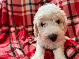 Toypetite Goldendoodles Females