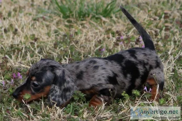 %and persistent hard-working industrious Daschund Puppies.