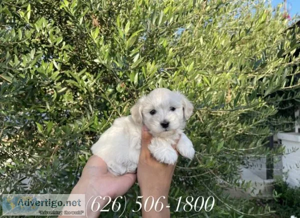 Malshi Puppies
