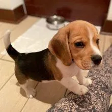 beagle puppies