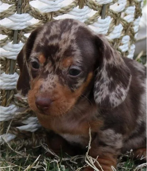 .DDiligent Healthy Well Trianed dachshunds-(612) 470-8755