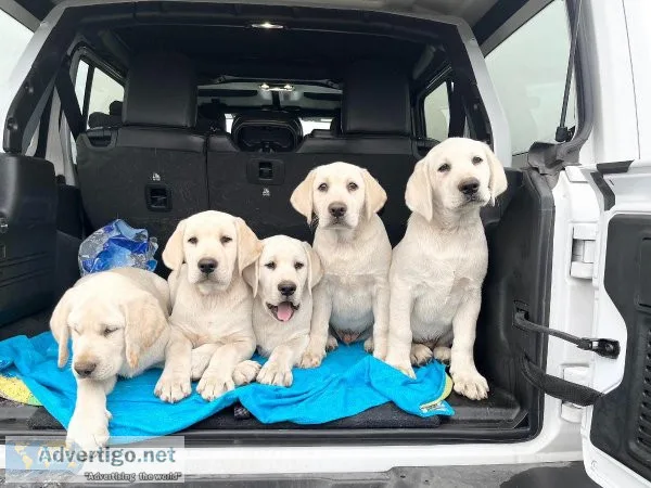 English Lab Puppies