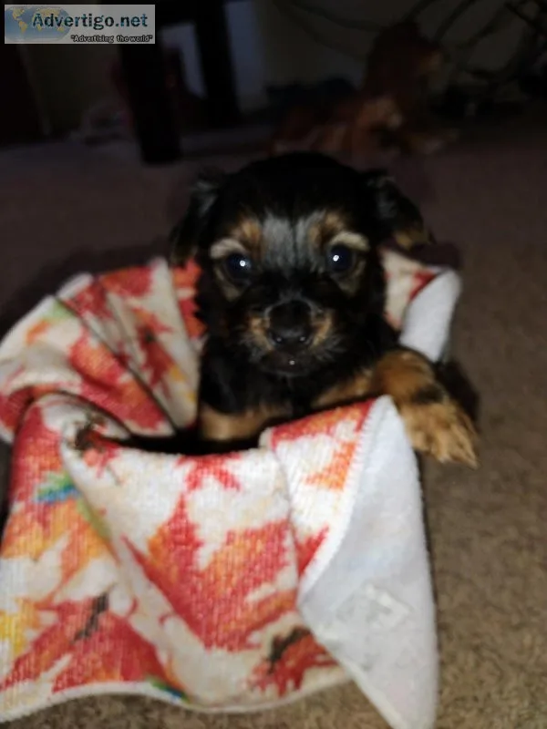 Yorkie -poo puppies
