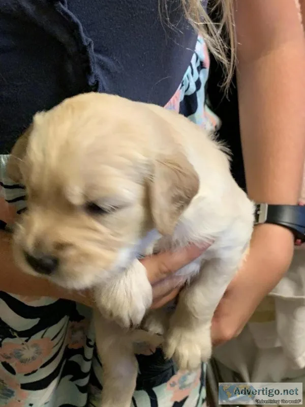 Golden retriever