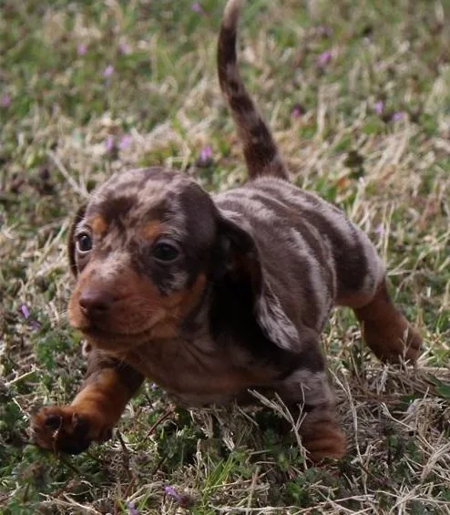 friendlyaffable Healthy Well Trianed dachshund puppies-.. (612) 