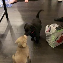 Lovable labrador puppie