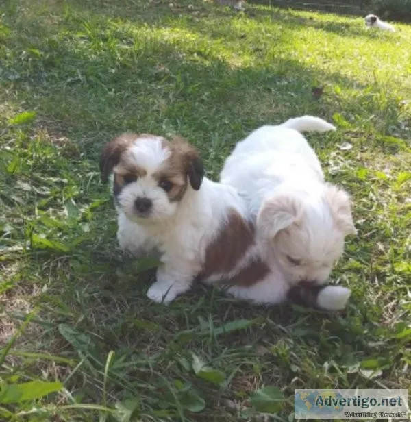 Ilhasa apso pups