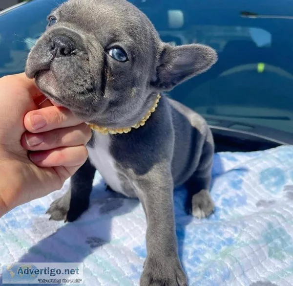 French Bulldog Puppy For Adoption.