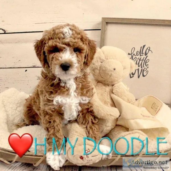 F1B GOLDEN DOODLES PUPPIES
